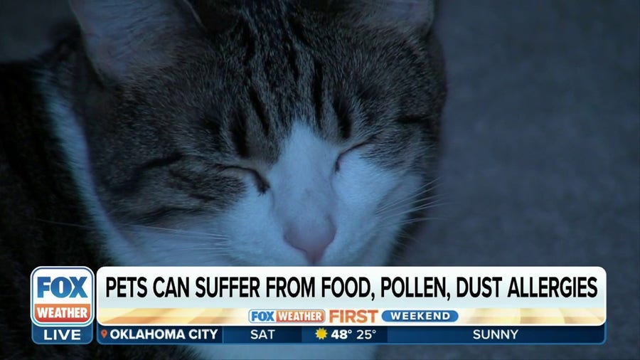 Pets can suffer from food, pollen and dust allergies