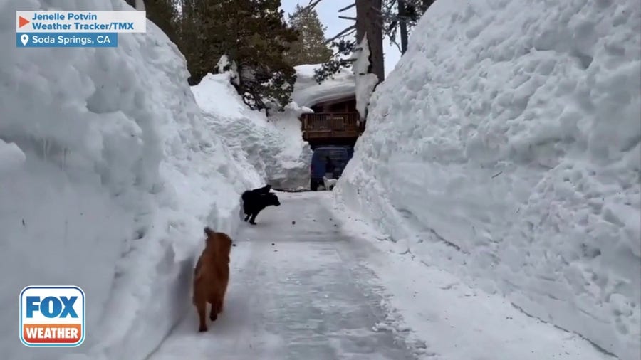 Walls of snow in California's Sierra Nevada tower above dogs