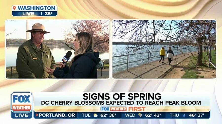 DC cherry blossoms expected to reach peak bloom this week