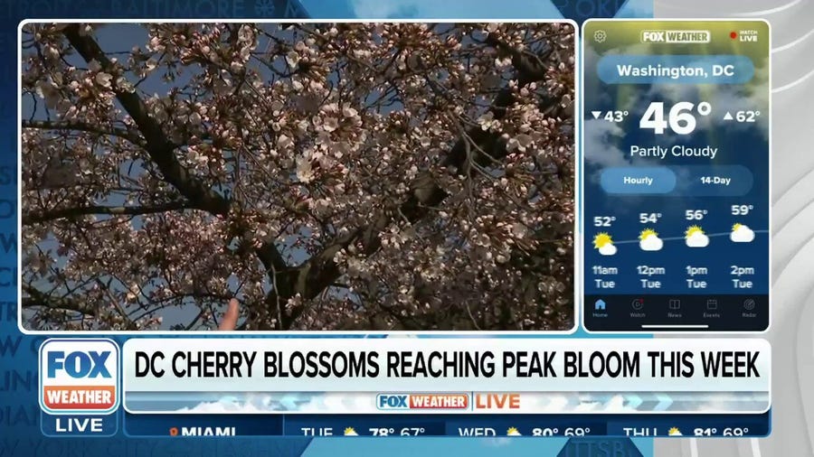 Thursday is expected to be day DC cherry blossoms reach peak bloom
