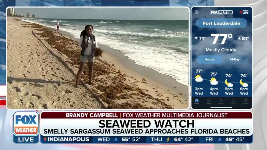 Smelly sargassum seaweed approaching Florida beaches