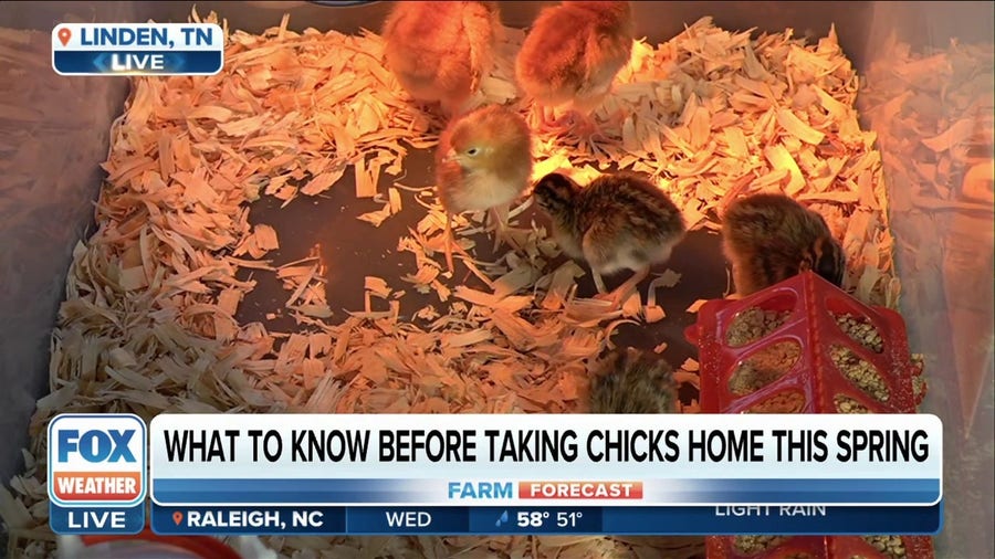 What to know before bringing baby chicks home this spring