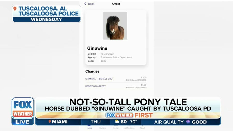 Pony leads Alabama police on 2-hour chase, booked by officers