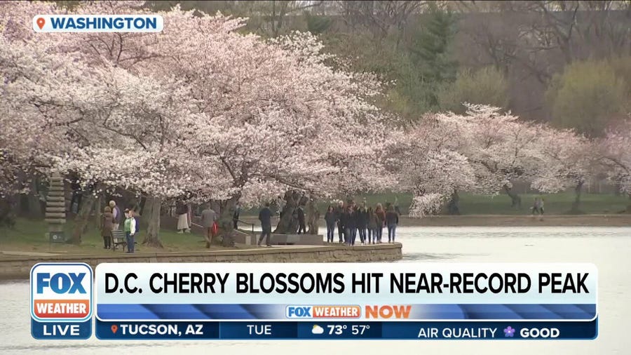 DC cherry blossoms hit near-record peak