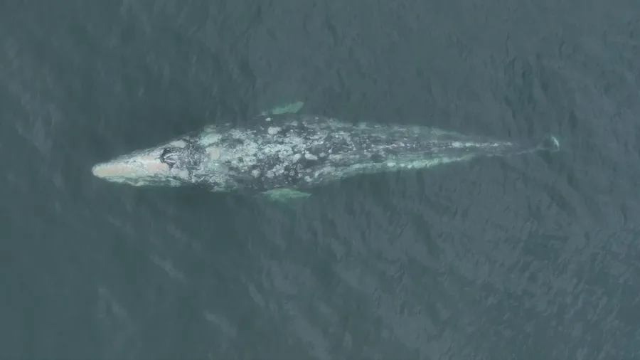 Whale with no tail spotted off the coast of California