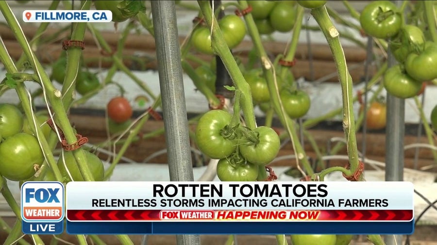 Stormy weather in California delays tomato production