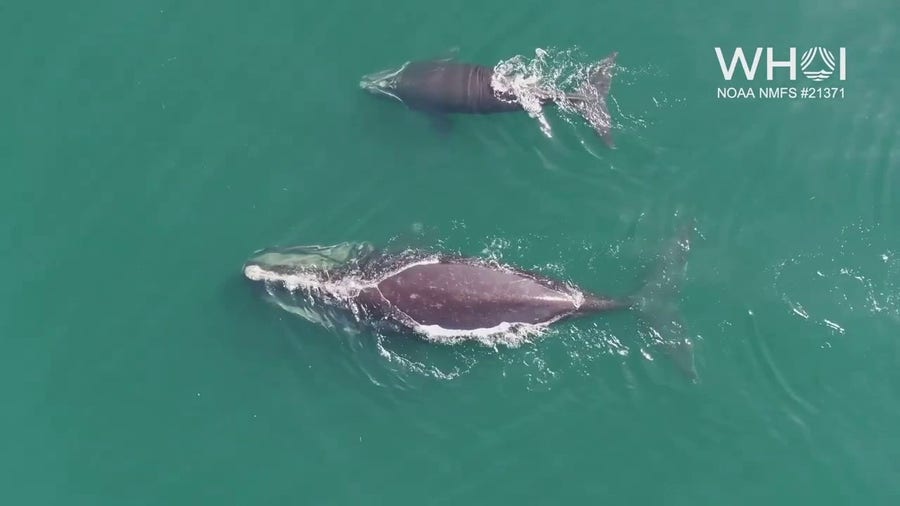 Watch endangered whale mother feed her calf