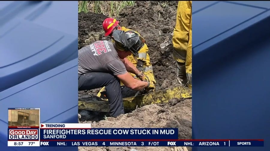 Florida firefighters rescue cow stuck in mud