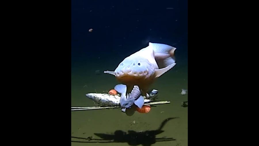 Deepest fish ever filmed