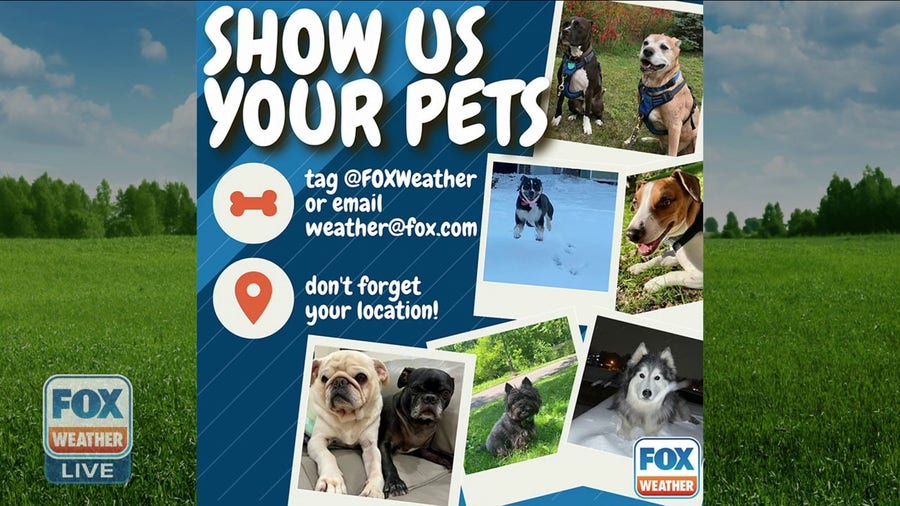 America's Weather Paws | April 7