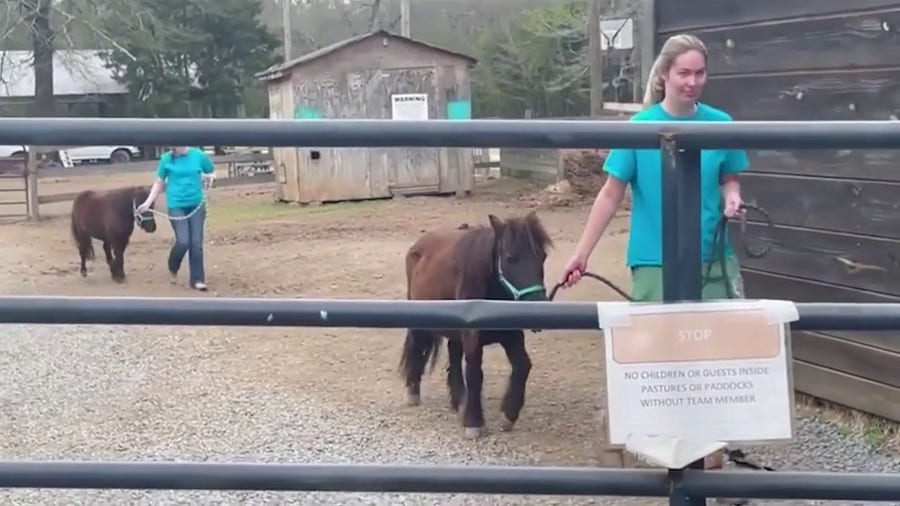 'Arrested' Alabama pony finds new home to help those with disabilities