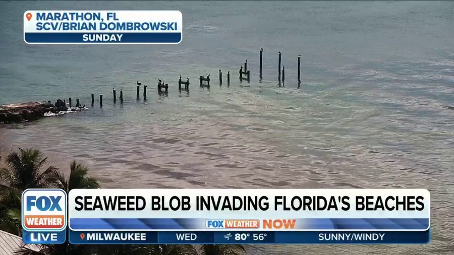 Seaweed blob makes its way on shore across Florida's East Coast