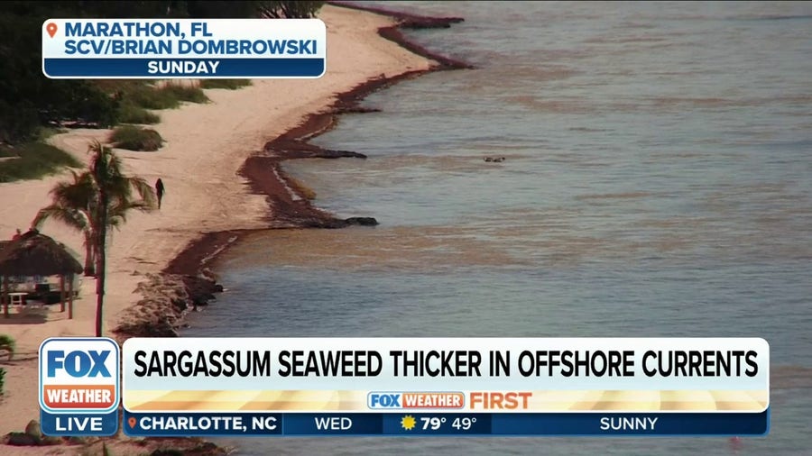 5,000-mile-wide blob of smelly sargassum seaweed invading Florida Keys