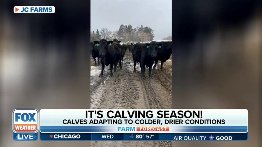 After brutal winter, spring herds are calving in North Dakota