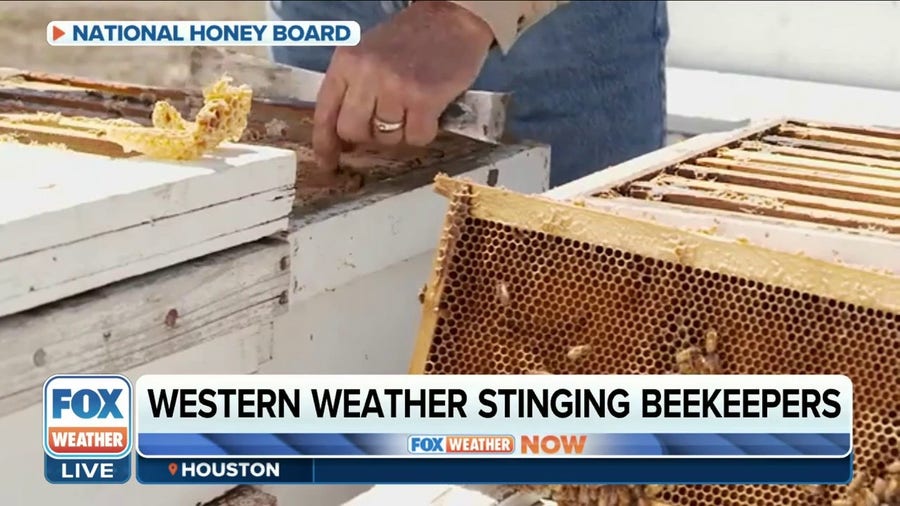 California's wet winter presents challenges for beekeepers