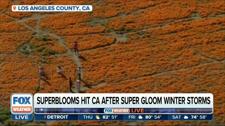 Superblooms across California after winter storms
