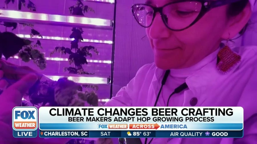 Drought conditions cause beer company to look for new growing methods