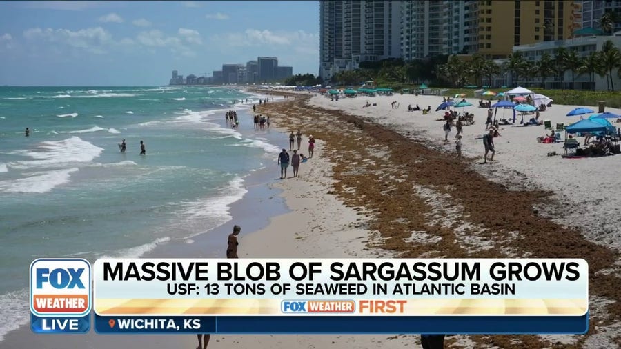 Florida beaches smothered in massive blobs of seaweed in potential worst season ever