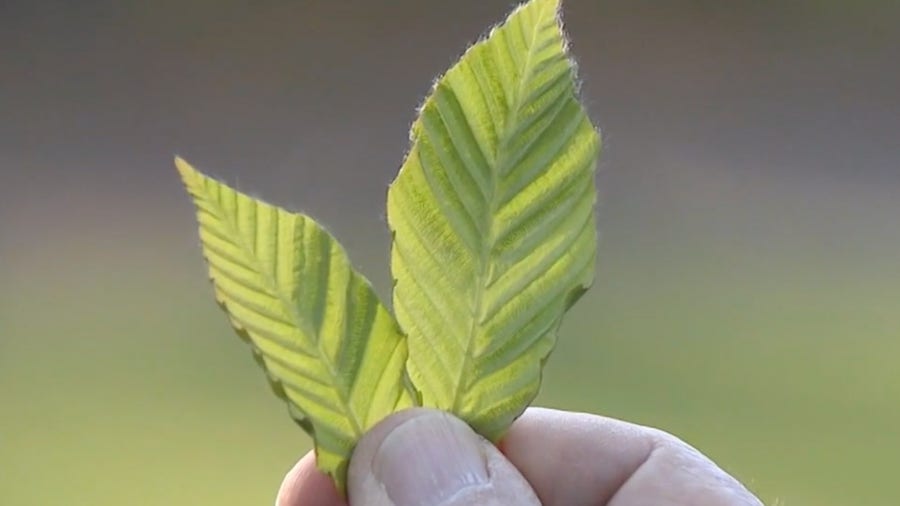 Highly invasive disease threatening trees all across New Jersey and Pennsylvania