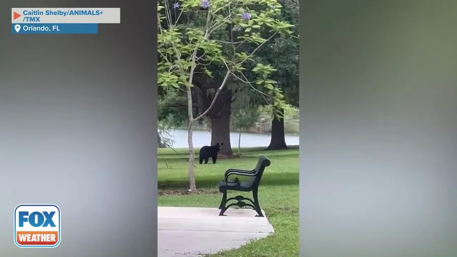 Black bear spotted running through Lake Highland Park in Florida