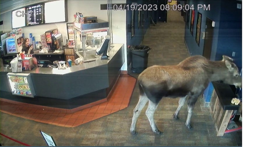Surveillance shows moments moose enters theater, eats popcorn