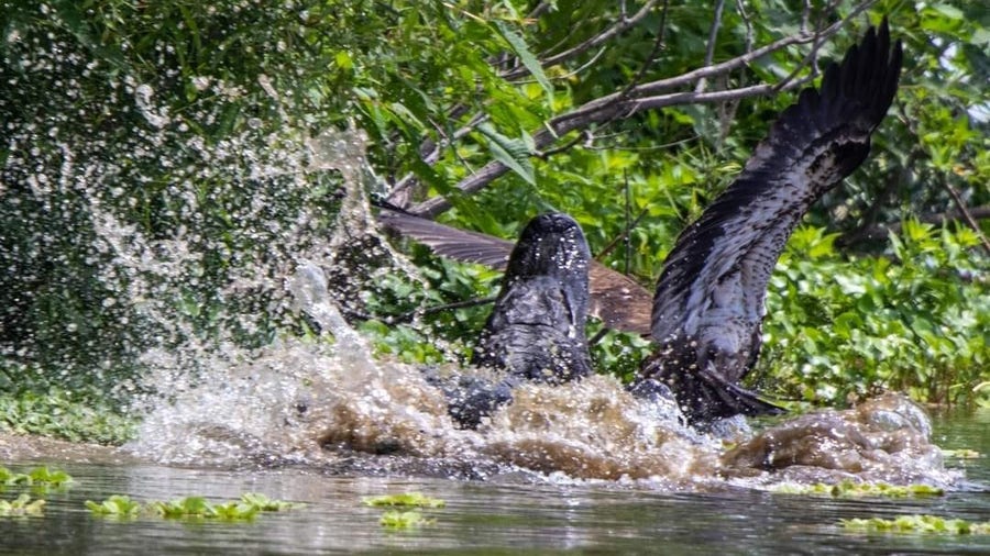 Pictures show Florida gator lunge at bald eagle who nearly escapes