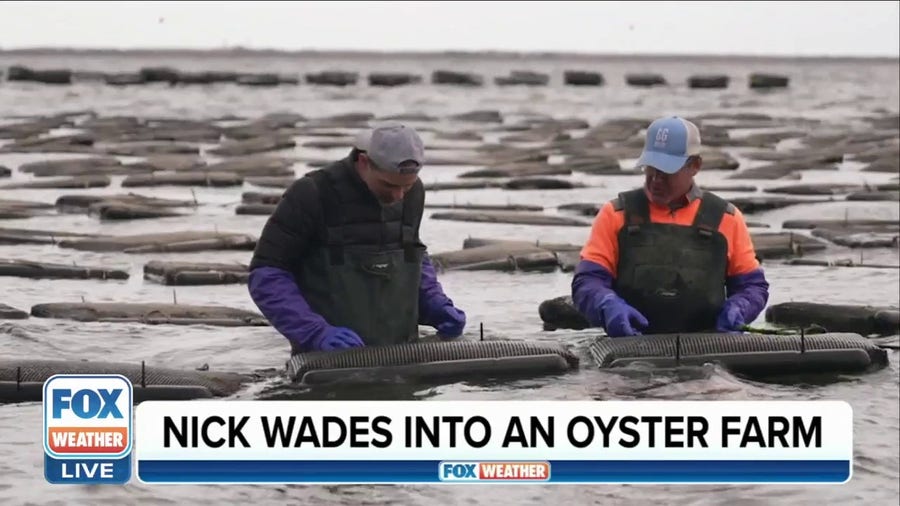 FOX Weather's Nick Kosir gets first-hand experience working at oyster farm