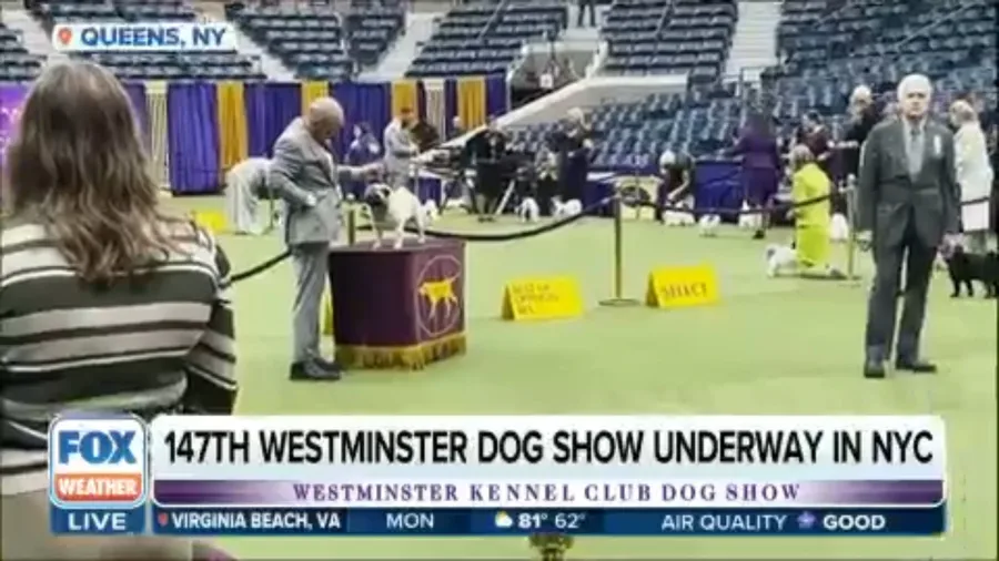 147th Westminster Dog Show: Understanding what it takes to win