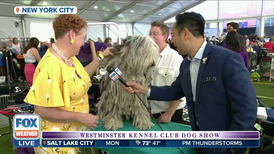 147th Westminster Dog Show: Meeting Muppet the sheepdog