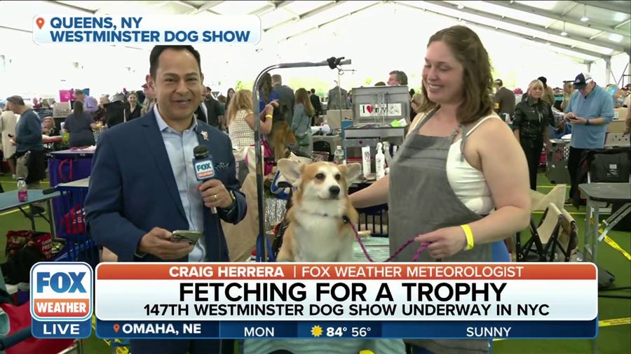 'Absolutely Ready': Westminster Dog Show Handler Speaks To Craig Herrera Ahead of Competition