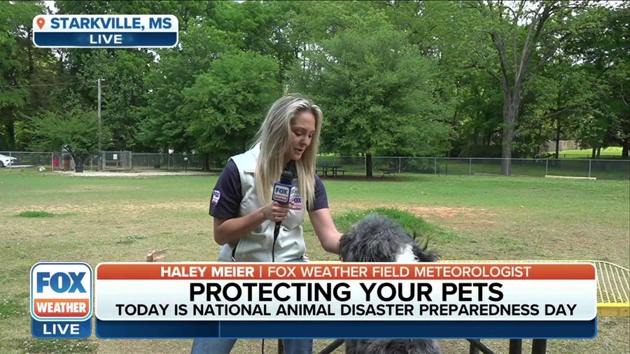 Protecting your pets during natural disasters