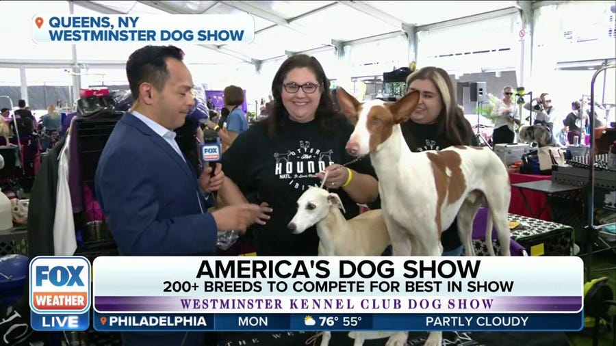 Catching up fourth-generation handlers at Westminster Dog Show