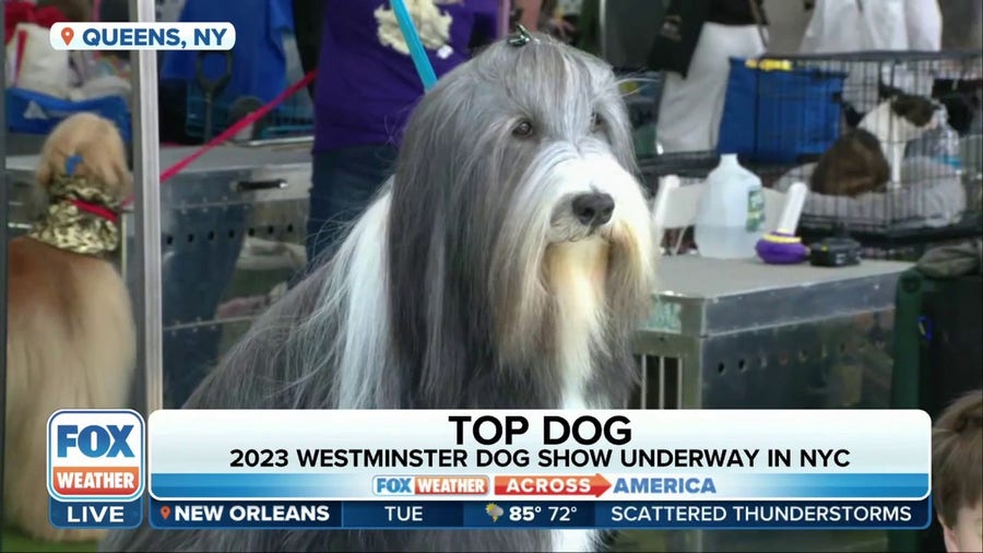 FOX Weather talks to breeders, experts at 147th Westminster Dog Show