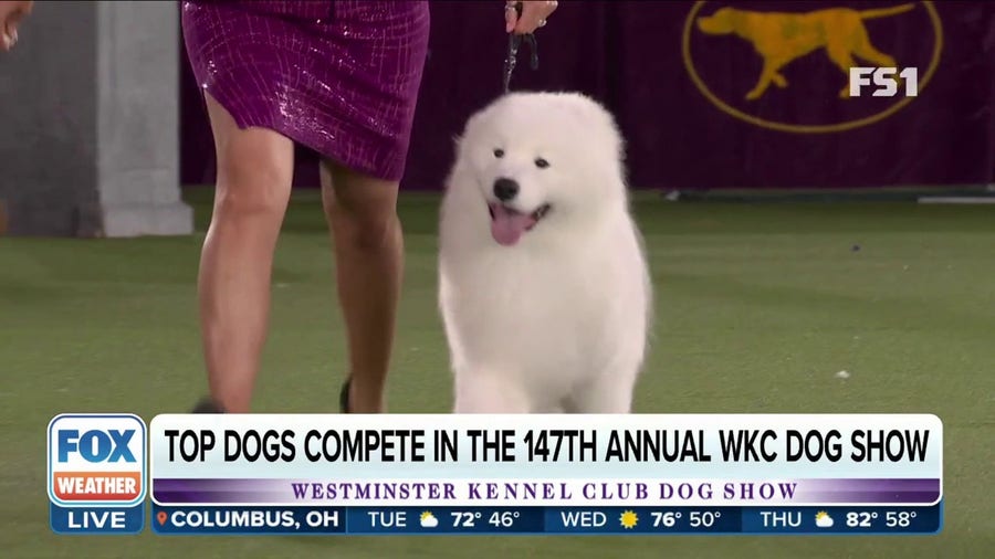 Over 200 breeds to compete for Best in Show at Westminster Dog Show on Tuesday