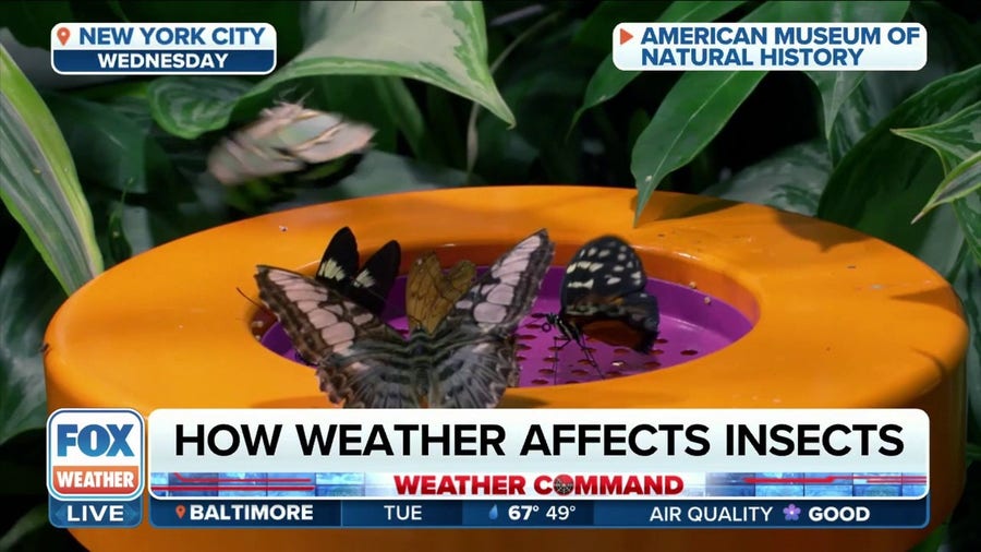 How the weather is affecting this year's bug season