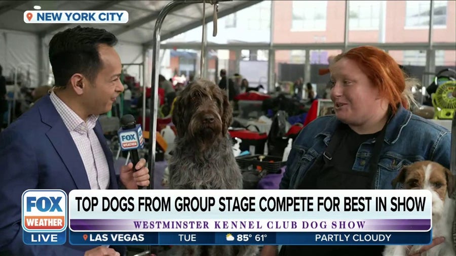 Top dogs set to compete for Best in Show at Westminster Dog Show