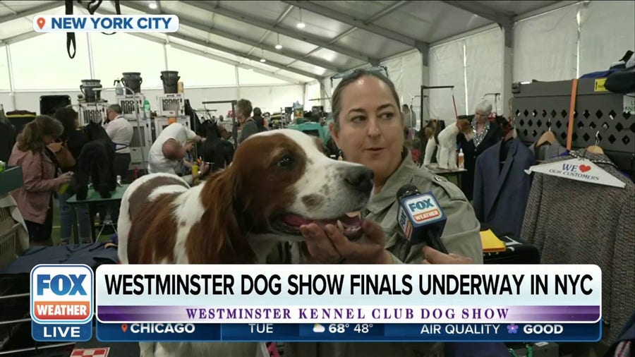 Westminster Dog Show: Meet Trooper; diet for the dogs competing