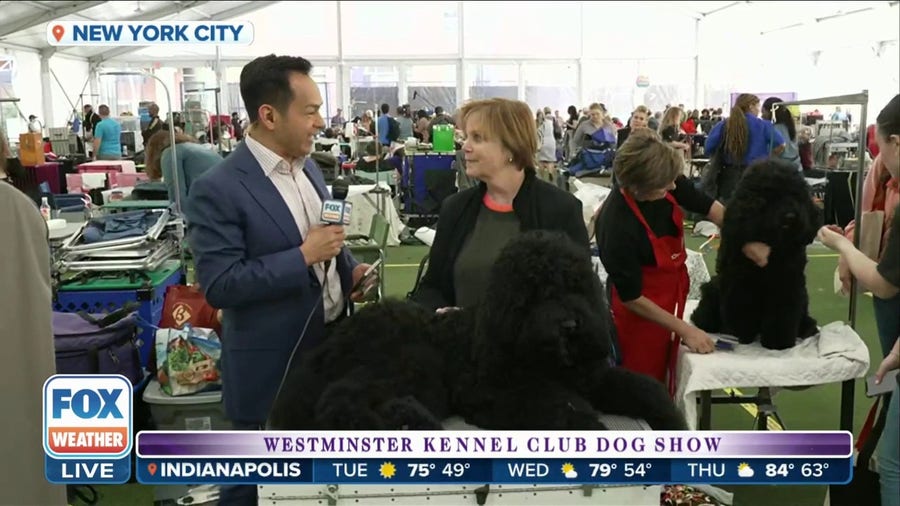 Westminster Dog Show finals underway in New York 