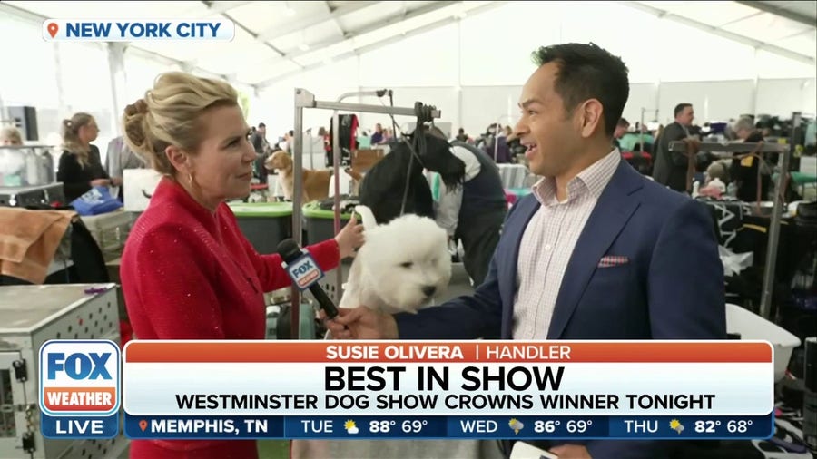 Best in Show: Westminster Dog Show will crown winner Tuesday night