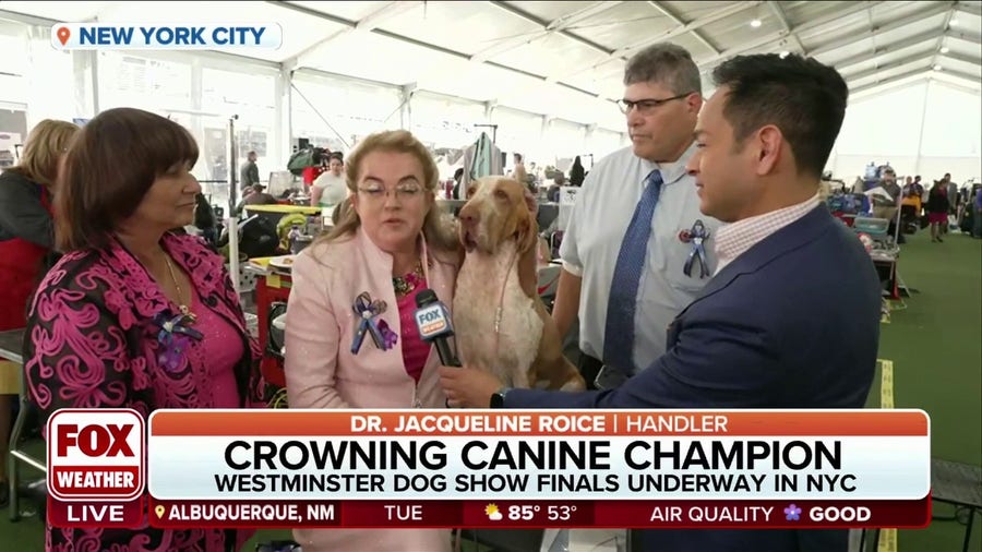 Dog bred in Russia competes for first time at Westminster Dog Show