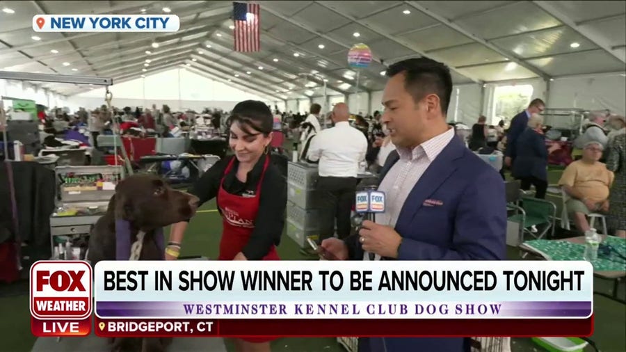 Crowning a canine champion at Westminster: Meet Harrison