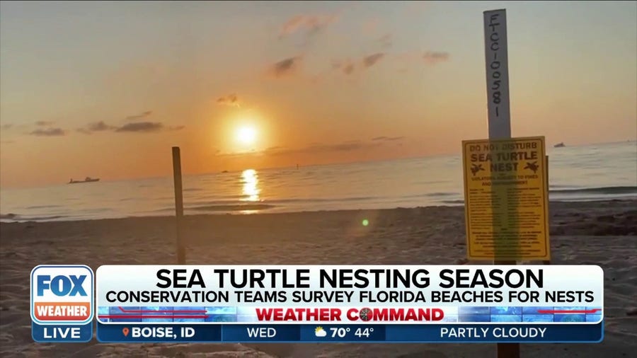 Conservation teams survey Florida beaches for sea turtle nests