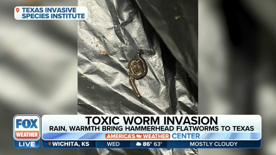 Recent rains, summerlike warmth leading to toxic worm invasion in Texas