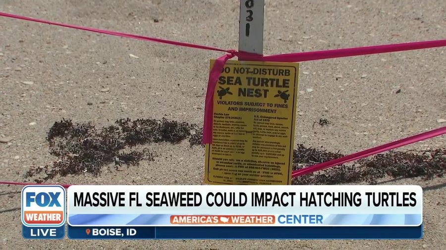 Sargassum could impact hatching sea turtles on Florida beaches