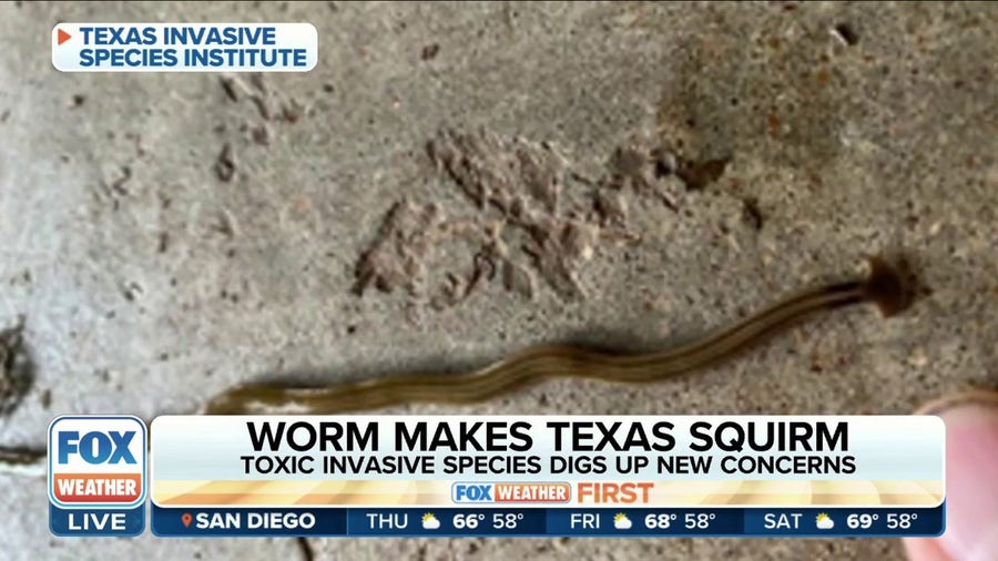 Invasive, toxic worm species thrives in warm, wet climate of Texas