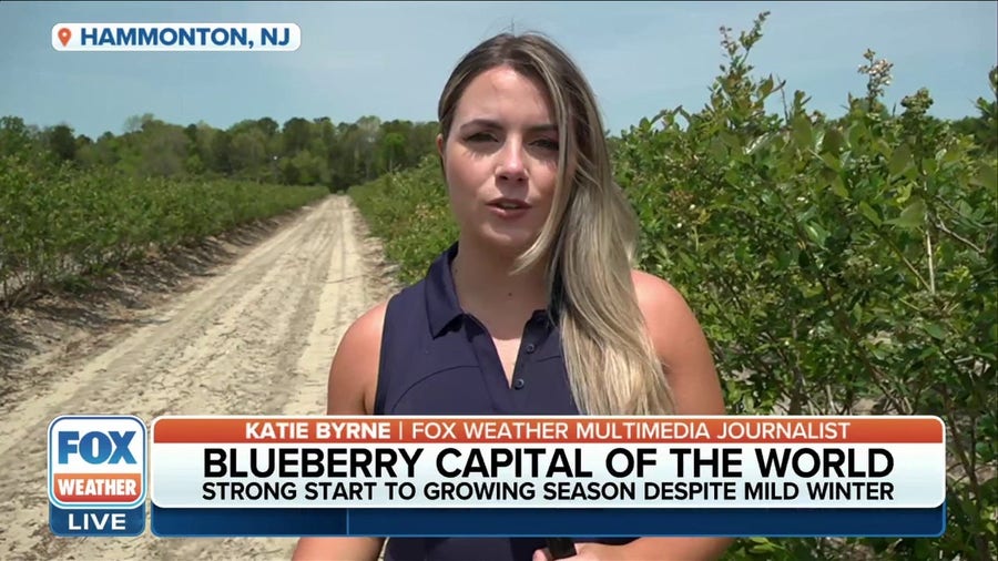 Blueberry capital of the world: Hammonton, NJ sees strong start to growing season despite mild winter