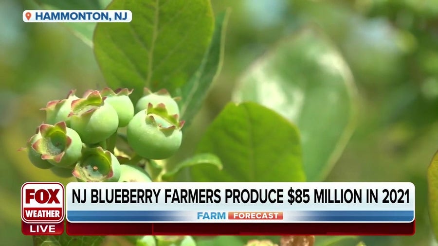 Blueberry farmers concerned lateseason frost could hurt the crop