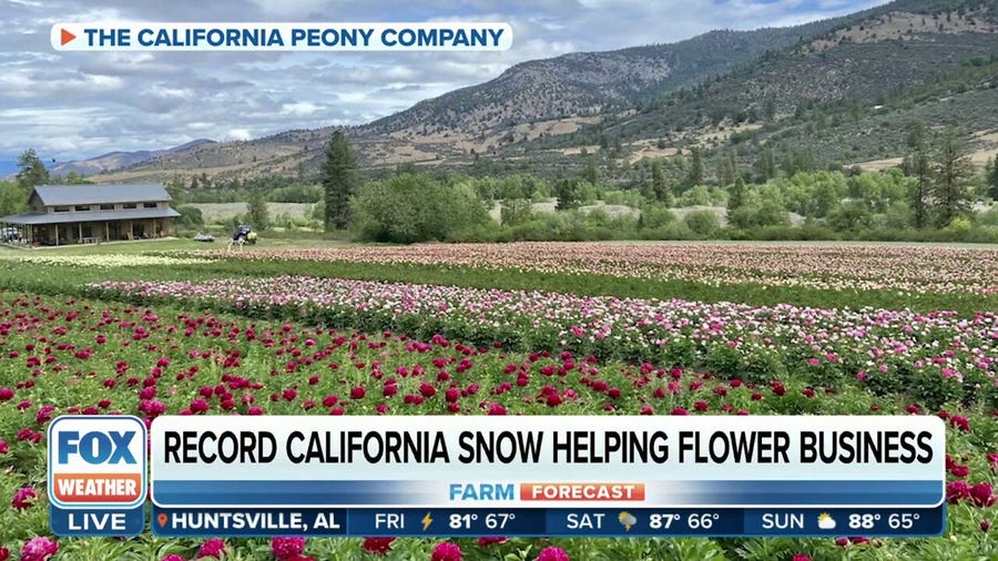 California flower growers prep for busy Mother's Day weekend, record snow helping business