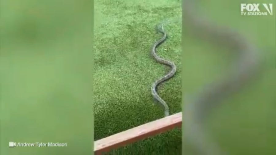 Watch: Snake slithers up chair, onto man's lap while eating at Texas restaurant