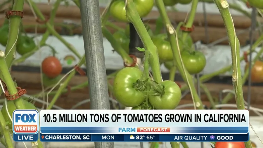 Tomato prices may spike after record rainfall saturated California's tomato fields